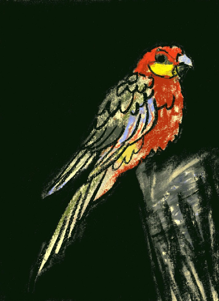 Parrot - chalk pastel